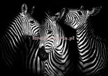Fototapeta 11761 Zebry