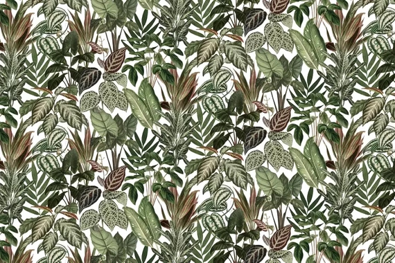 Fototapeta Ukryte Psotne Małpki