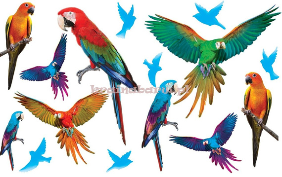 Naklejki na ścianę PAPUGI SPN411WD