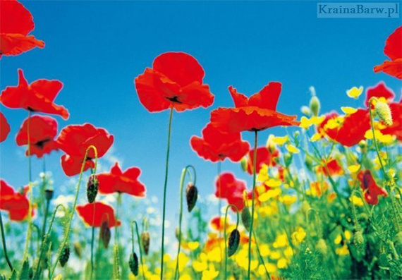 Fototapeta 283 Czerwone maki łąka