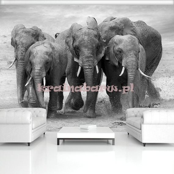 Fototapeta 11578 SŁONIE