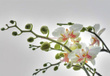 Fototapeta 1-608 Orchidee