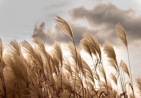 Fototapeta 14597 Trawa pampasowa