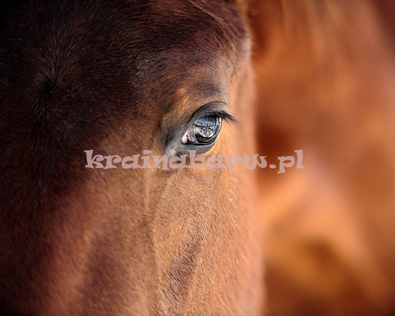 Fototapeta RE130012 KOŃ