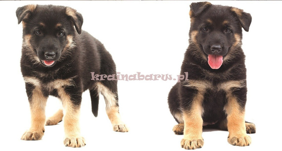 Naklejki na ścianę SZCZENIACZEK SNC359