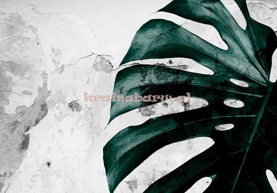 Fototapeta 13516 Monstera II