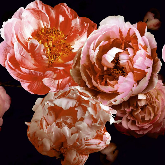 Tapeta Mural 26776 Rose Red Velvet