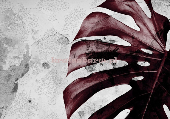 Fototapeta 13517 Monstera