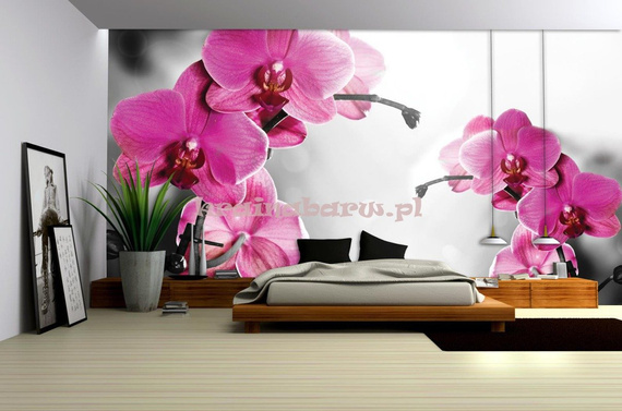 Fototapeta 1034 Storczyk