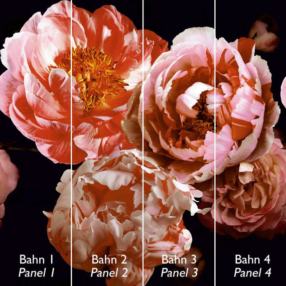 Tapeta Mural 26776 Rose Red Velvet