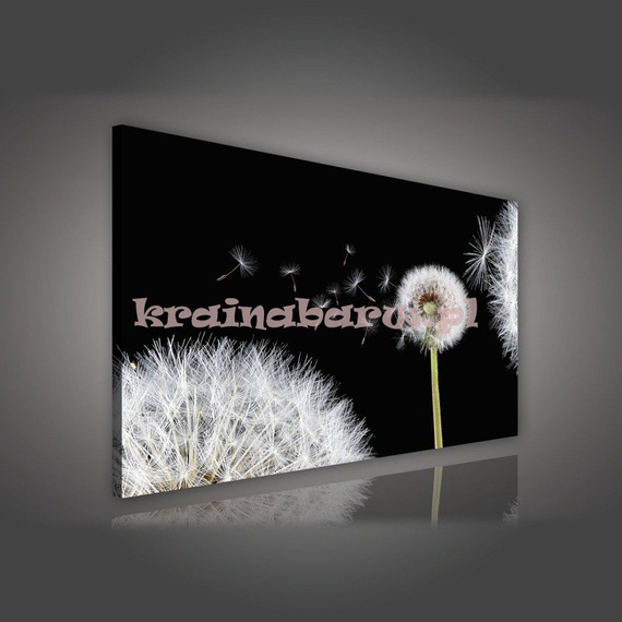 Obraz na płótnie PP185O4 Dmuchawiec