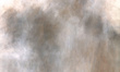 Fototapeta artystyczna Pianta trawy