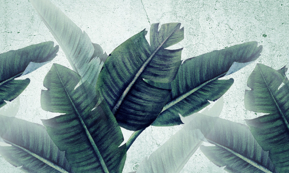 Tapeta Artystyczna Huge leaves