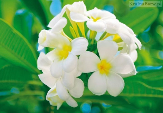 Fototapeta 286 Frangipani Blossoms