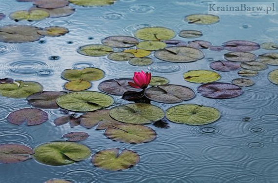 Plakat 00665 Waterlilies