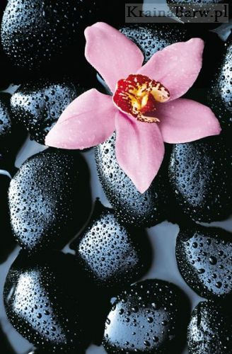 Plakat 00666 Stone Orchid