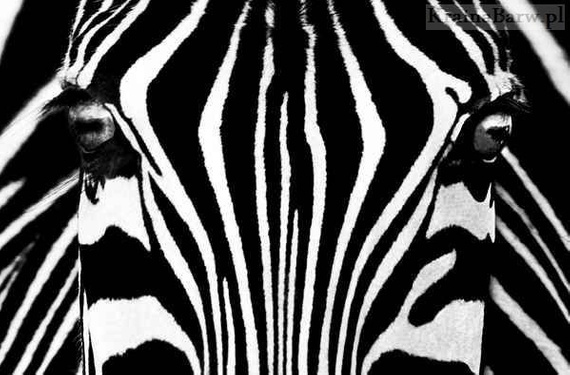 Plakat 684 ZEBRA
