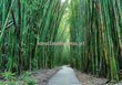 Fototapeta 12632 Bambusowa Ścieżka