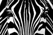 Plakat 684 ZEBRA